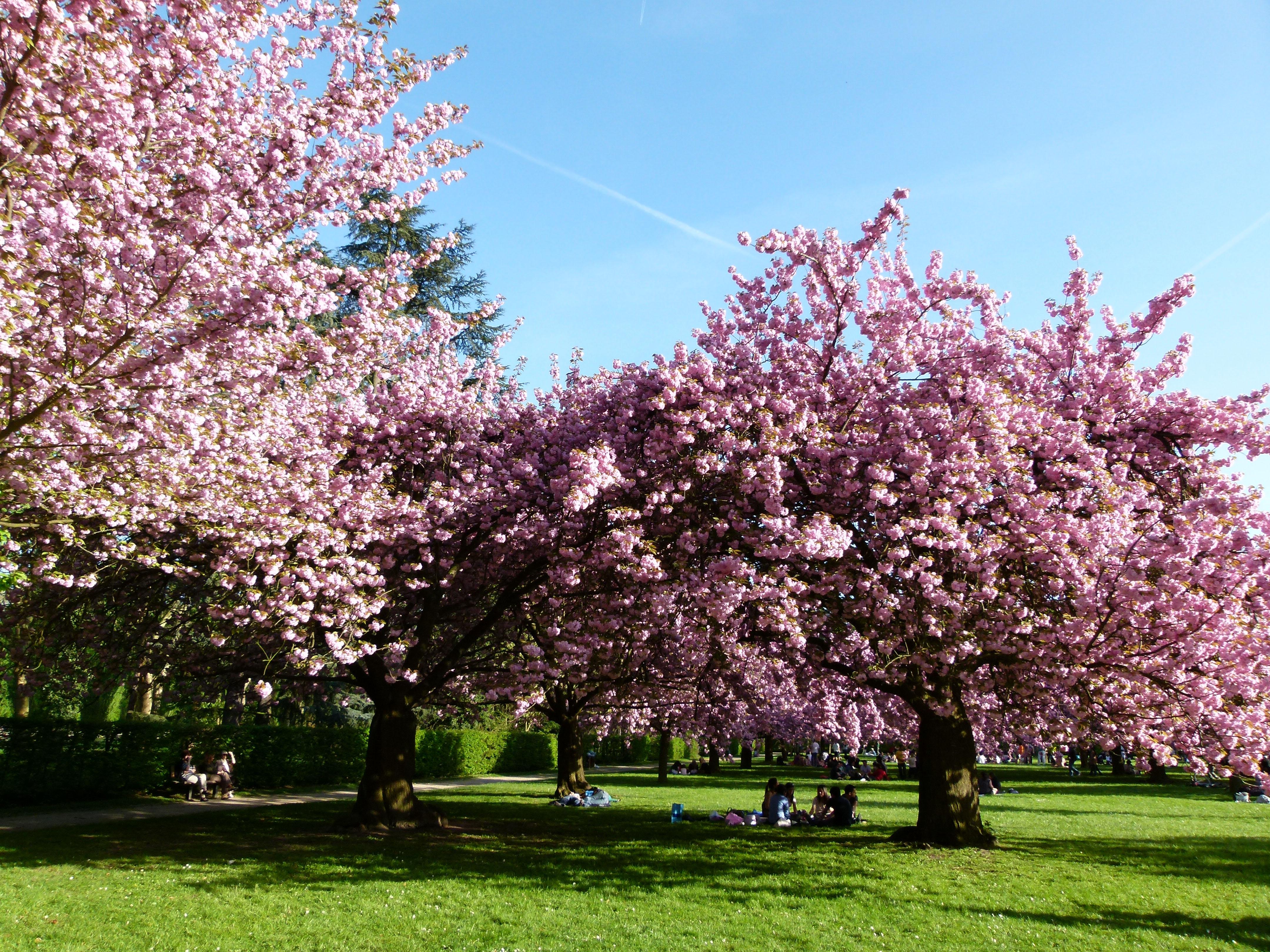 Le Parc de Sceaux célèbre les cerisiers en fleurs