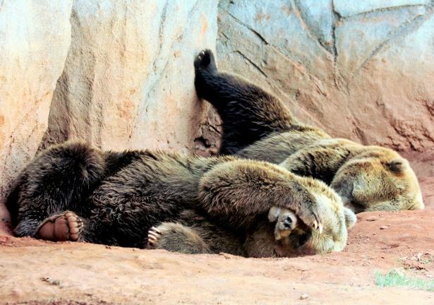 Nocturnes at the Zoological Park of Paris