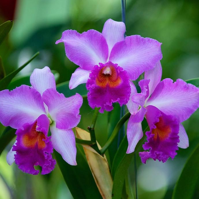 Mille & une orchidées