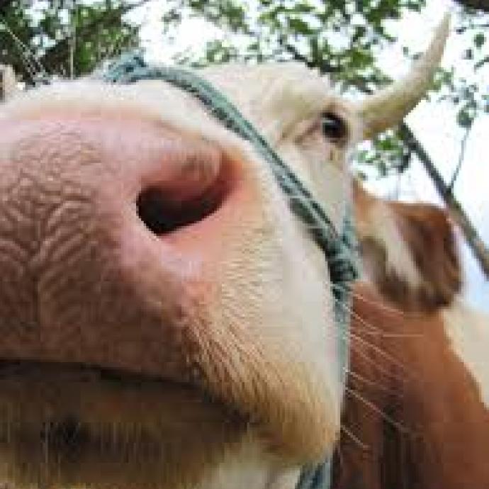 La ferme sur le toît