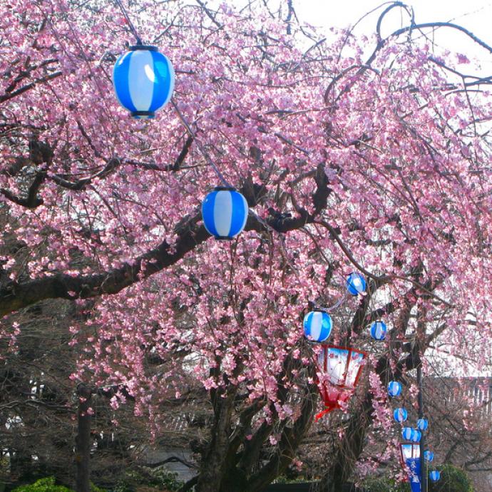 The Park de Sceaux celebrates the cherry blossoms