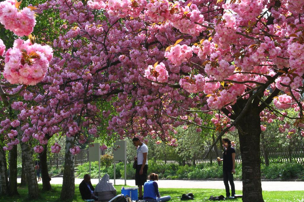 Musique classique au Parc Floral