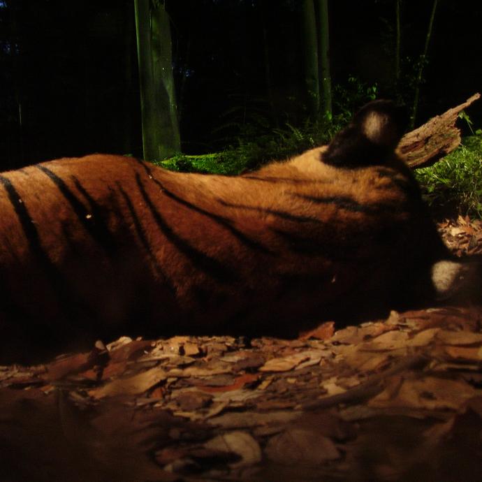 Nocturnes at the Zoological Park of Paris
